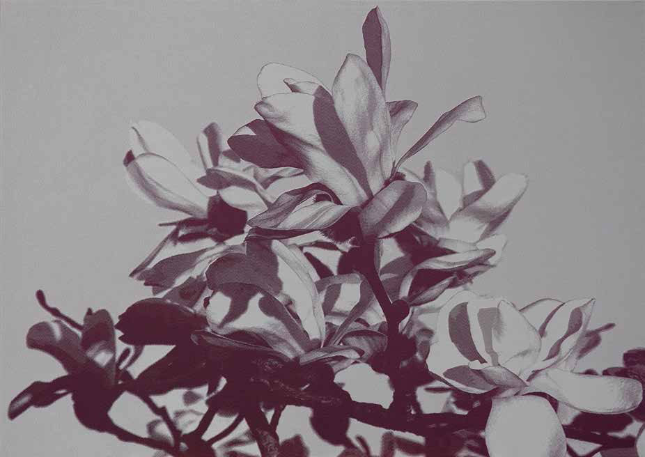 Sonja Weber, Magnolie, Schloß Mellenthin